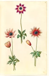 Anemone pavonina (peacock anemone)