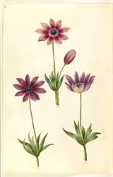 Anemone pavonina (peacock anemone)
