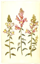 Antirrhinum Majus (Garden Snapdragon)