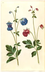 Aquilegia Vulgaris (Common Columbine)
