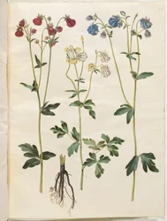 Aquilegia vulgaris (Common Columbine)