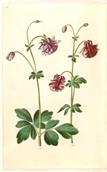 Aquilegia Vulgaris (Common Columbine)