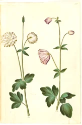 Aquilegia vulgaris (Common Columbine)