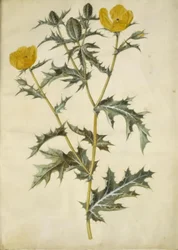 Argemone mexicana (Mexican Prickly Poppy)