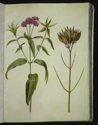 Asclepias incarnata (swamp milkweed)