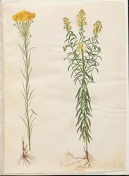 Aster Linosyris (Goldilocks Aster); Linaria Vulgaris (Common Toadflax)
