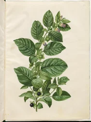 Atropa belladonna (deadly nightshade)