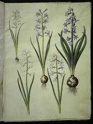 Brimeura Amethystina (Pyrenean Hyacinth); Hyacinthus Orientalis (Common Hyacinth)