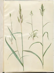 Bromus Hordeaceus (Soft Brome); Phalaris Arundinacea (Reed Canary Grass)
