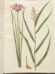 Butomus umbellatus (Flowering Rush); Phragmites australis (Common Reed)