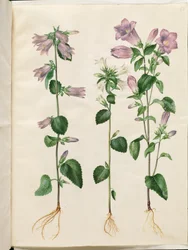 Campanula trachelium (Nettle Bellflower); Campanula medium (Canterbury Bells)