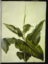 Canna (Kanna)