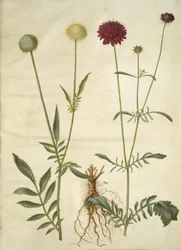 Cephalaria leucantha (White Scabious); Scabiosa atropurpurea (Pincushion Flower)