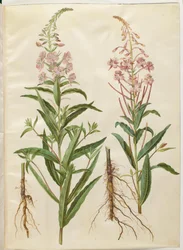 Chamerion angustifolium (Narrow-leaved Fireweed)