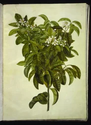 Citrus limon (Common Lemon)