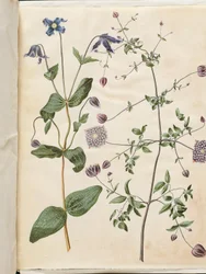 Clematis integrifolia (Blue Clematis); Clematis viticella (Italian Clematis)