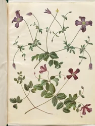Clematis viticella (Italian Clematis)