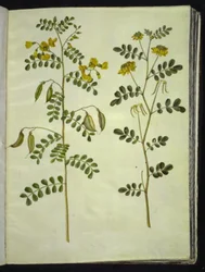 Colutea arborescens; Hippocrepis emerus