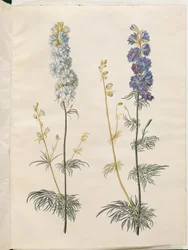 Consolida ajacis (garden larkspur)