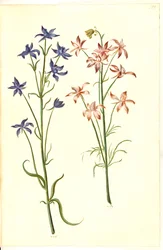 Consolida regalis (Field Larkspur)