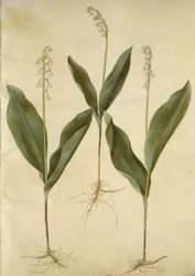 Convallaria majalis (Lily of the Valley); Convallaria majalis (Variety of Lily of the Valley)