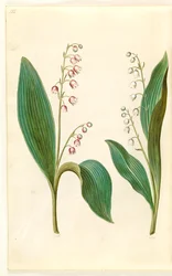 Convallaria majalis rosea (Red Lily of the Valley); Convallaria majalis (Lily of the Valley)
