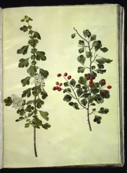 Crataegus laevigata (Common Hawthorn)