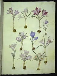 Crocus Vernus (Spring Crocus)