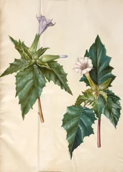 Datura stramonium (Common Thorn Apple)