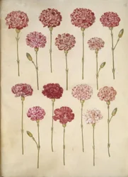 Dianthus Caryophyllus (Carnation)