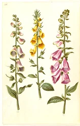 Digitalis purpurea (common foxglove); Digitalis grandiflora (large-flowered foxglove)