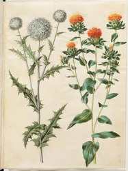 Echinops Sphaerocephalus (Common Globe Thistle); Carthamus Tinctorius (Safflower)