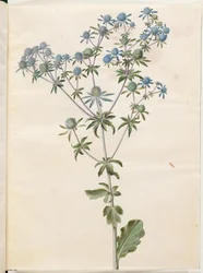 Eryngium planum (sea holly)