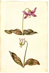 Erythronium Dens-canis (Dog