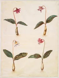Erythronium dens-canis