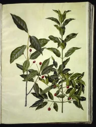 Euonymus latifolius (Broad-leaved Spindle); Euonymus europaeus (Common Spindle)