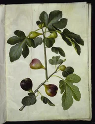 Ficus carica (Common Fig)