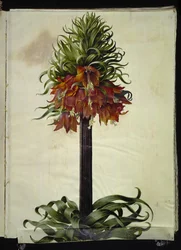 Fritillaria imperialis (Crown Imperial)