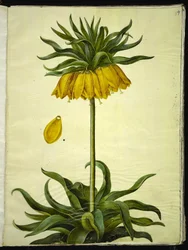Fritillaria imperialis (crown imperial)