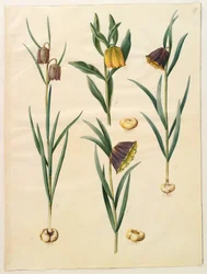Fritillaria meleagris; Fritillaria lutea or Fritillaria latifolia var lutea; Fritillaria pyrenaica