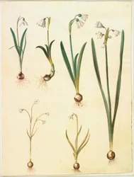 Galanthus nivalis (Common Snowdrop); Leucojum vernum (Spring Snowflake); Leucojum aestivum (Summer Snowflake); Leucojum autumnale (Autumn Snowflake)