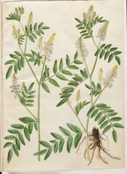 Galega officinalis (Medicinal Goat