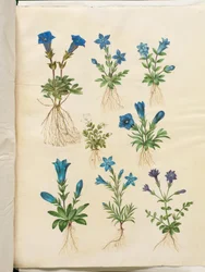 Gentiana Acaulis (Stemless Gentian); Gentiana Verna (Spring Gentian); Gentiana Acaulis (Stemless Gentian); Gentiana (Species of Gentian)