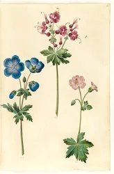 Geranium pratense; Geranium phaeum; Geranium versicolor