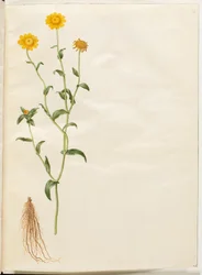 Glebionis segetum (Corn Marigold)