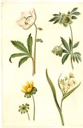 Helleborus Niger (Common Christmas Rose); Eranthis Hyemalis (Winter Aconite); Gagea Lutea (Yellow Star-of-Bethlehem)