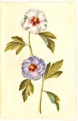 Hibiscus syriacus (Syrian Rose)