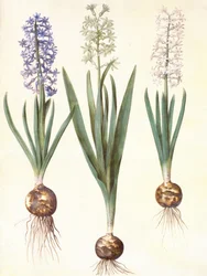 Hyacinthoides Orientalis