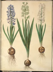 Hyacinthus Orientalis (Common Hyacinth)