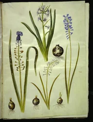 Hyacinthus orientalis (Common Hyacinth); Muscari comosum (Tassel Hyacinth); Brimeura amethystina (Pyrenean Hyacinth)